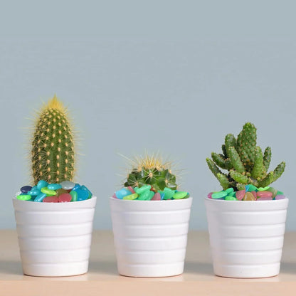 🌈Colorful Glow-in-the-Dark Garden Stones